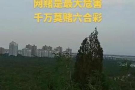 心急如焚打一个生肖