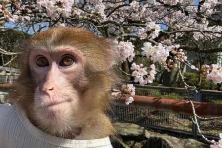 暴跳如雷打一生肖