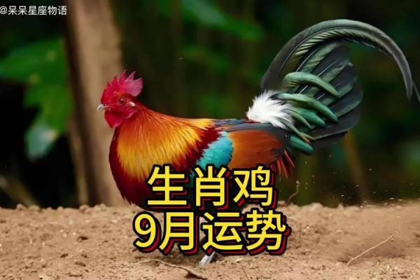 1981的鸡在2025年的运势怎么样 1981年属鸡人2023年的命运