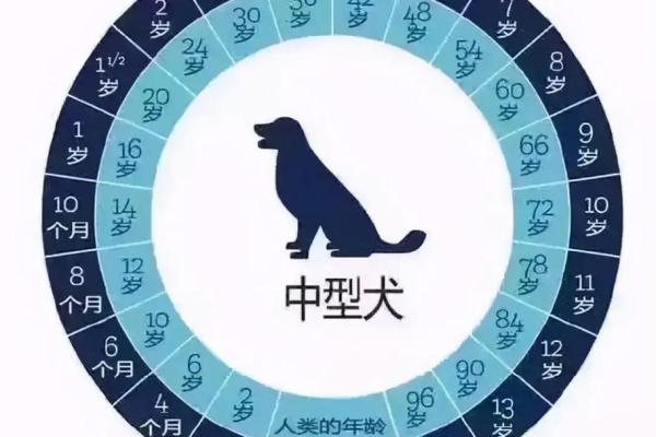 46年属狗的寿命有多大_46年属狗女的寿命多长