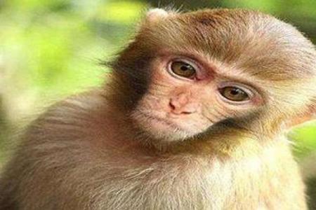 五湖广海在天涯指什么生肖