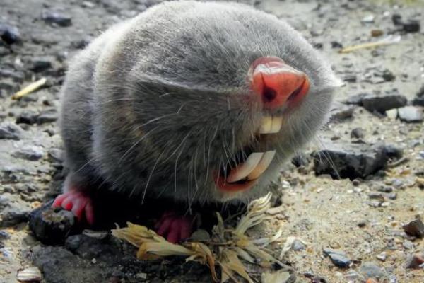 南北通商是什么动物