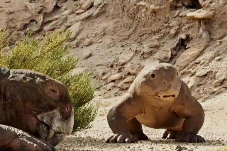 南北通商是什么动物