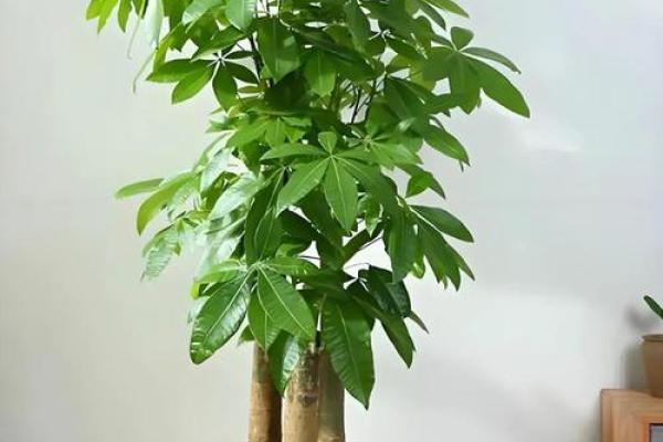 风水家里最旺财的三种树是什么