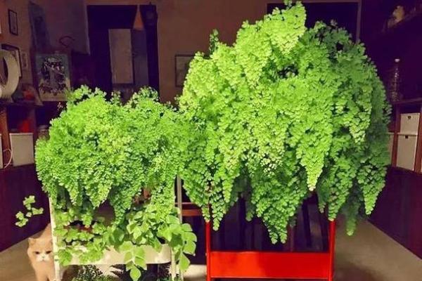 家里摆放假花会影响风水吗