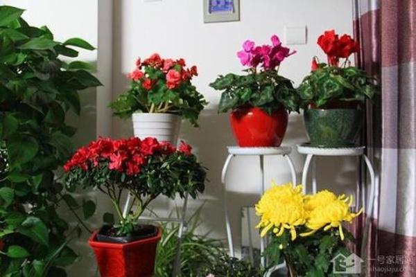家里摆放假花会影响风水吗