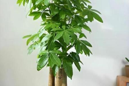 风水家里最旺财的三种树是什么