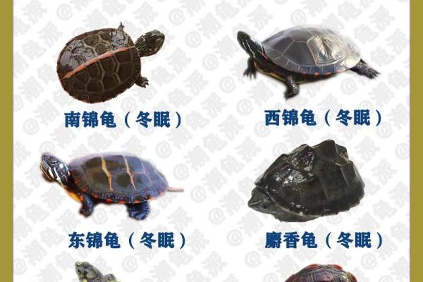 什么星座不适合养乌龟呢