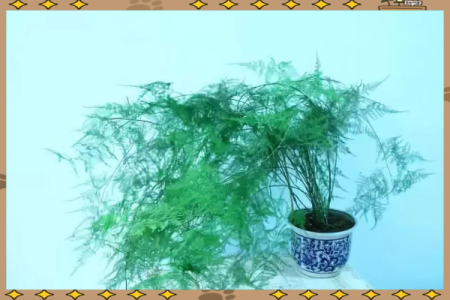 如何通过养植物改善室内风水