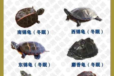 什么星座不适合养乌龟呢