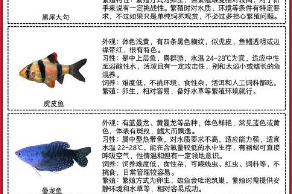 养鱼的喜忌：家庭养鱼风水讲究