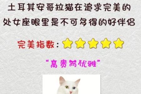 什么星座最适合猫咪