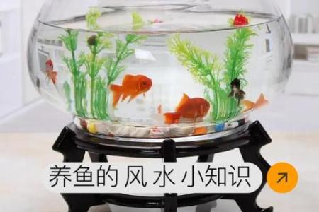 养鱼的喜忌：家庭养鱼风水讲究