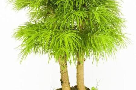 办公室风水植物_老板的办公室要放什么植物