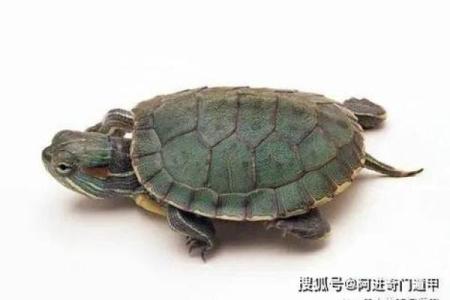 风水化煞龟选哪种如何选择适合自己的？