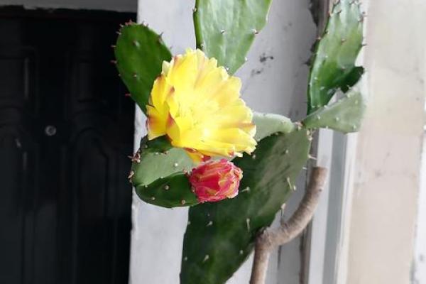 风水上铁树开花的意思
