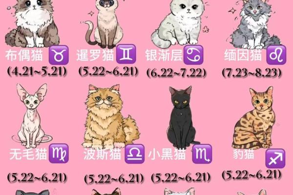 星座最适合什么猫类