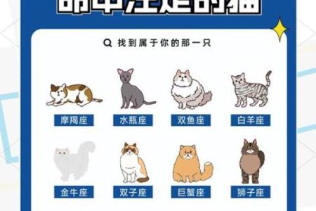 星座最适合什么猫类