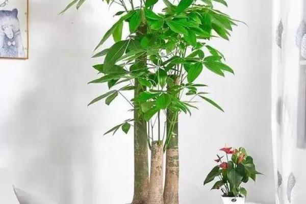 客厅招财风水布局，让你马上有钱