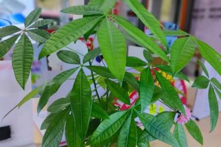 庭院种什么树风水好又旺财旺宅