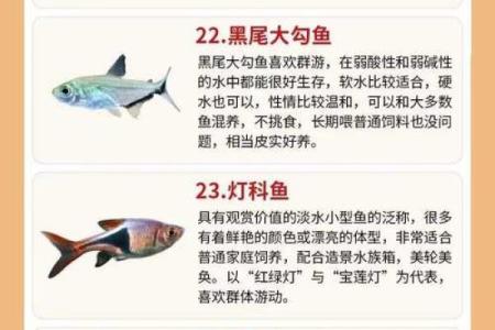 养金鱼有哪些风水讲究-
