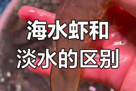 风水招财_养虾招财么