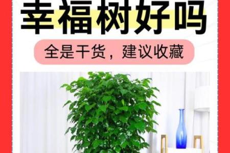 树上的房子风水