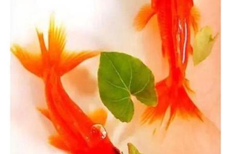 属兔人最适合养什么风水鱼？