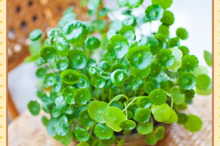 办公室风水：十二生肖最配的绿色植物有哪些？