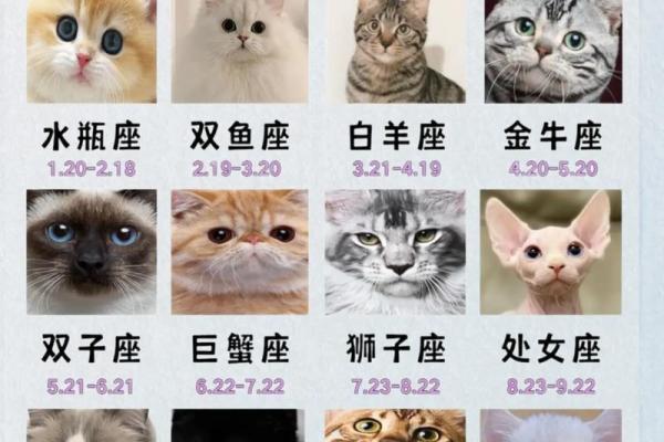 每个星座都有自己专属的猫吗