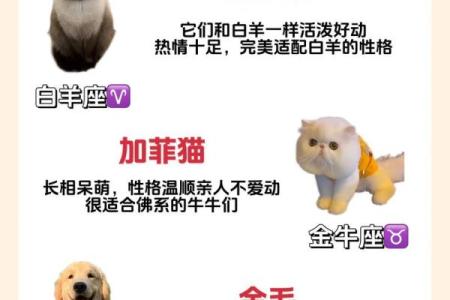 每个星座都有自己专属的猫吗