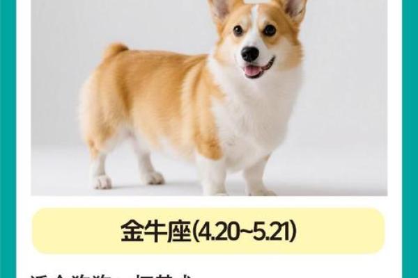 啥星座最适合养什么狗狗呢