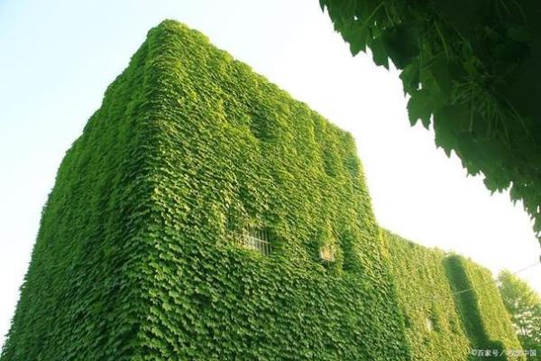 爬山虎的风水