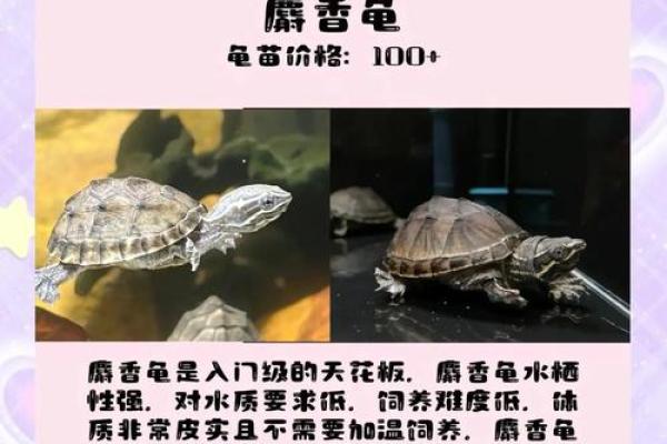 养多少只龟 养龟风水 养几只龟好