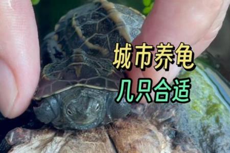 养多少只龟 养龟风水 养几只龟好