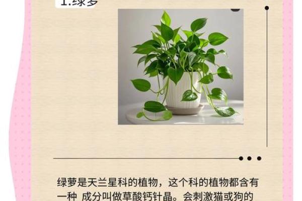 如何避免富贵竹风水禁忌影响财富进入