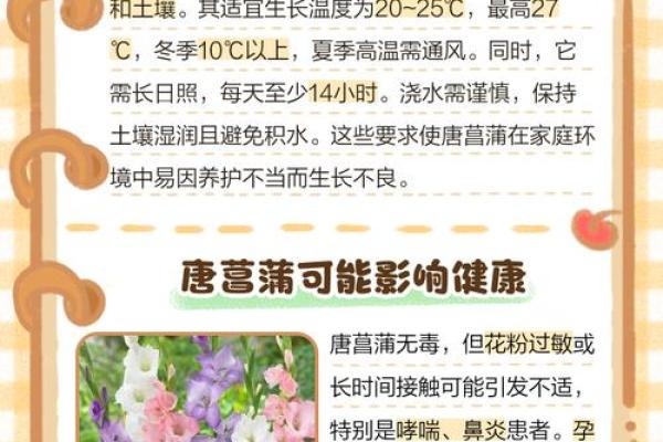 唐菖蒲在风水中有何作用