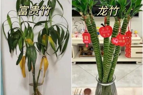 有哪些植物可以改变风水呢？