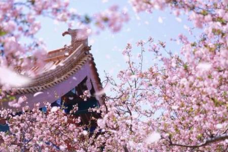 樱花与风水的魅力