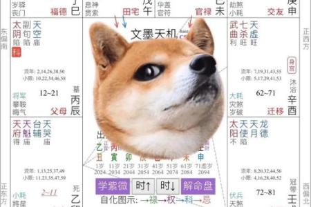 紫薇斗数命微