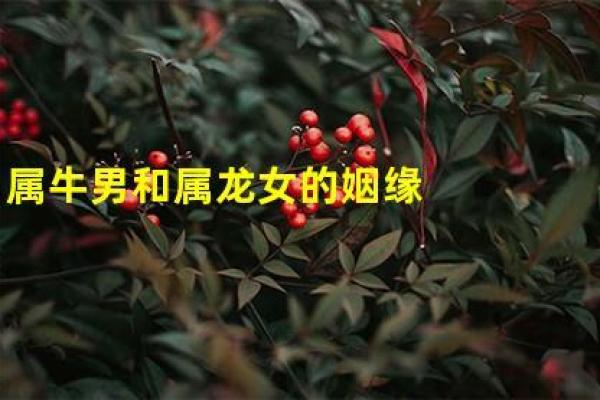 龙女配牛男旺夫吗 女龙男牛爱情配对