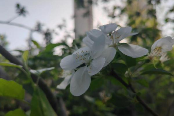 十二星座适合什么花最有灵性和灵性