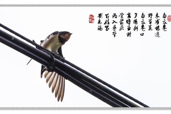 什么是堂前燕风水