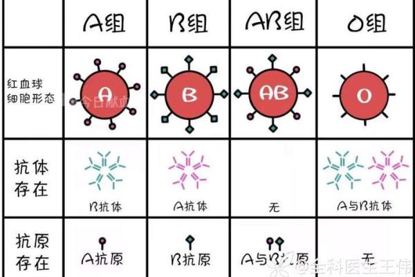 血型b+和b-是什么意思