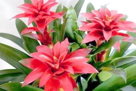 风水什么花能带来好运气吸引财富