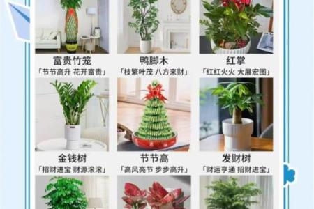 如何根据办公室的风水原则来摆放花卉