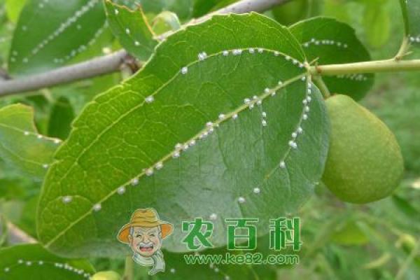 以百科解析，哪个生肖被以枣树代表？