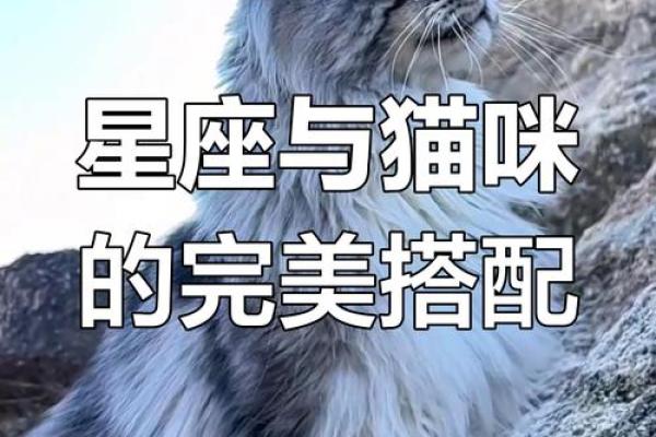 十二星座养什么猫适合