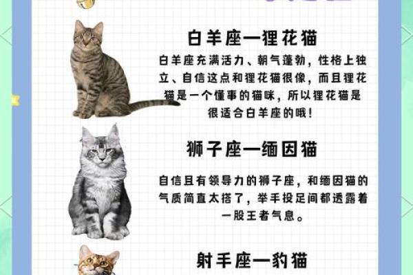 十二星座养什么猫适合