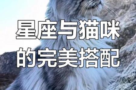 十二星座养什么猫适合